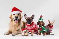 Christmas vibes, animal remix, design resource