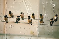 Birds in a city with rain drop effect