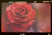 Red rose, analog film strip