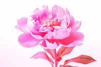 Pink blooming flower image