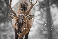 Wild deer with snow effect