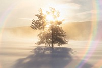 Lone tree image with light flare effect