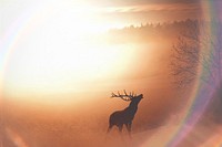 Deer in the wild image with light flare effect