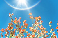 Flower field image with sunlight effect