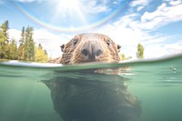 Swimming otter image with sunlight effect