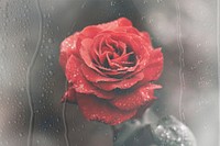 Red rose, rain drop design