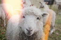 Cute sheep, flare light