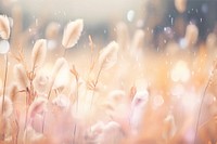 Bunny tail grass image with bokeh effect