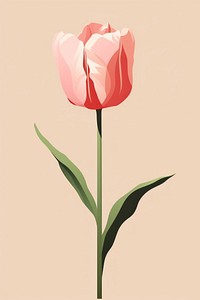 Pink tulip flower plant inflorescence. 