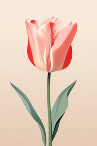 Pink tulip flower plant inflorescence. 