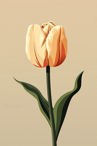 Tulip flower plant inflorescence. 