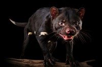 Tasmanian devil wildlife mammal animal. 