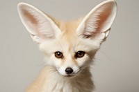 Fennec fox mammal animal pet. 