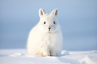 Arctic hare animal mammal rodent. 