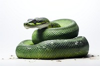 Reptile animal snake poisonous. AI generated Image by rawpixel.