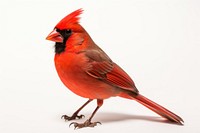 Northern cardinal animal bird white background. 