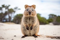 Quokka mammal animal rodent. 