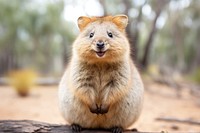 Quokka wildlife animal mammal. 