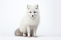 Wildlife mammal animal fox. 