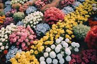 Flower garden outdoors nature plant. AI generated Image by rawpixel.