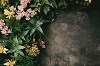 Flowers outdoors nature plant. 