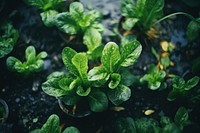 Vegetables garden plant herbs leaf. 