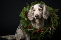 Christmas dog animal mammal. AI generated Image by rawpixel.