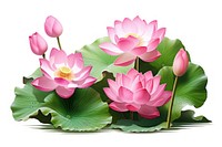 Lotus flower plant petal. 