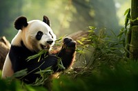 Panda bear wildlife animal. 