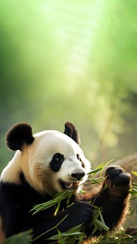 Panda wildlife animal mammal. 