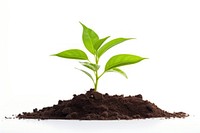 New seedling planted plant leaf soil white background. AI generated Image by rawpixel.