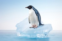 Penguin ice outdoors iceberg. 