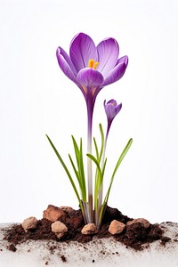 Flower crocus blossom purple. 