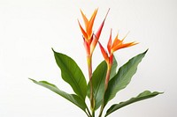 A Heliconia psittacorum flower heliconia plant. 