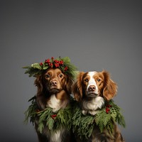 Dogs wearing a Christmas wreath christmas portrait mammal. 