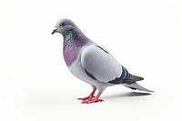 Mutant Pigeon pigeon animal bird. 