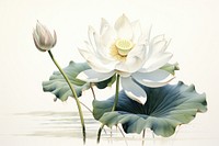 White lotus painting flower plant. 