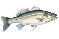 Fresh seabass fish animal white background freshness. 