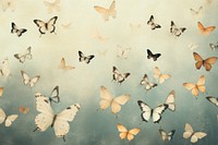 Background backgrounds butterfly animal. 