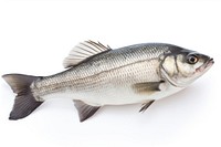 Fresh seabass fish seafood animal white background. AI generated Image by rawpixel.