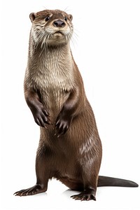 Otter wildlife animal mammal. AI generated Image by rawpixel.
