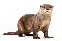 Otter wildlife animal mammal. 