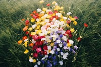 Flowers field outdoors nature. 