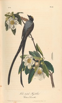 The Birds of America from Drawings Made in the United States