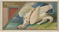 American Ptarmigan, from the Game Birds series (N13) for Allen & Ginter Cigarettes Brands issued by Allen & Ginter, George S. Harris & Sons (lithographer)