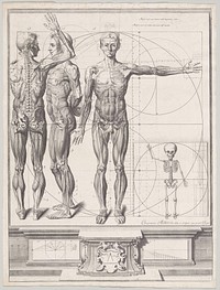 Plate for the ‘Atlas Anatomico’ (unpublished)