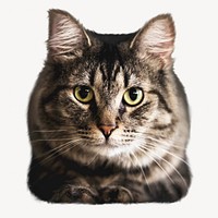 Cute cat collage element, animal isolated image