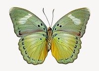 Vintage Euphaedra butterfly, insect illustration