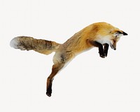 Jumping fox, isolated animal image