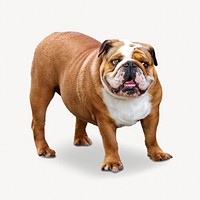 American bulldog, pet animal image